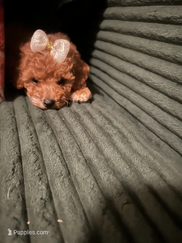Versace – Poodle - Toy  puppy for sale in New York, NY