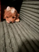 Versace, a female Poodle - Toy  for sale in New York, NY – 1 of 6