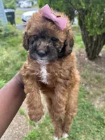 Hershey, a female Poodle - Toy  for sale in New York, NY – 7 of 9