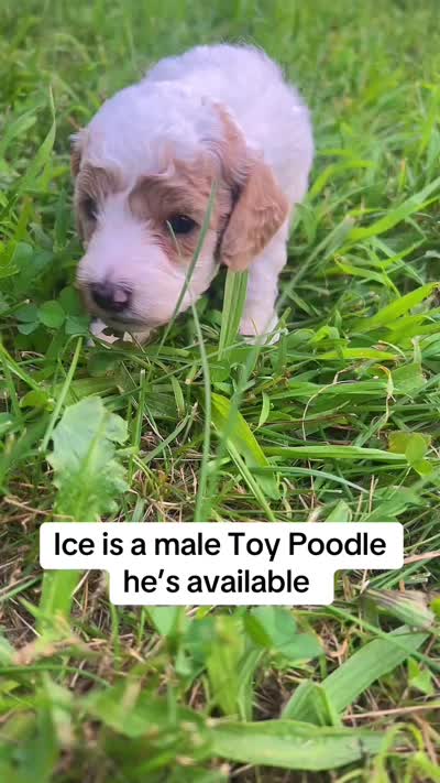 Ice, a male Poodle - Toy  for sale in New York, NY – 4 of 4