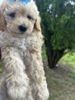 Prada, a female Poodle - Toy  for sale in New York, NY – 2 of 7