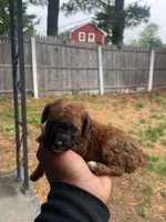 Hershey, a female Poodle - Toy  for sale in New York, NY – 3 of 9