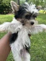Aspen, a male Yorkshire Terrier for sale in New York, NY – 3 of 3