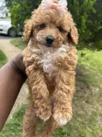 Versace, a female Poodle - Toy  for sale in New York, NY – 4 of 6