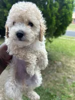 Pumpkin , a male Poodle - Toy  for sale in New York, NY – 4 of 5