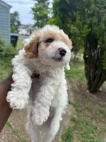Chip, a male Poodle - Toy  for sale in New York, NY – 7 of 7
