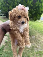 Versace, a female Poodle - Toy  for sale in New York, NY – 5 of 6