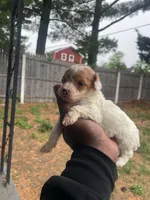 Chip, a male Poodle - Toy  for sale in New York, NY – 2 of 7