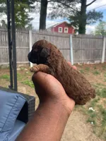 Hershey, a female Poodle - Toy  for sale in New York, NY – 2 of 9