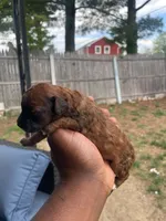 Hershey, a female Poodle - Toy  for sale in New York, NY – 4 of 9