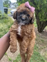 Hershey, a female Poodle - Toy  for sale in New York, NY – 9 of 9