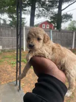 Prada, a female Poodle - Toy  for sale in New York, NY – 4 of 7