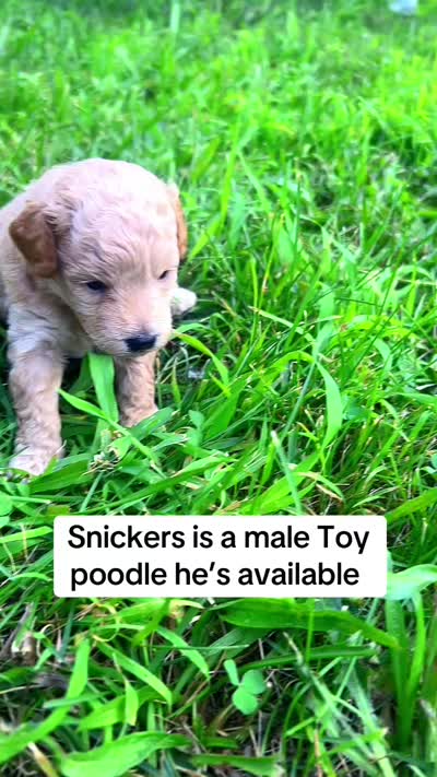 Snickers, a male Poodle - Toy  for sale in New York, NY – 4 of 4