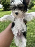 Aspen, a male Yorkshire Terrier for sale in New York, NY – 2 of 3