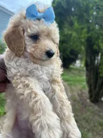Prada, a female Poodle - Toy  for sale in New York, NY – 5 of 7