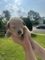 Snickers, a male Poodle - Toy  for sale in New York, NY – 3 of 4
