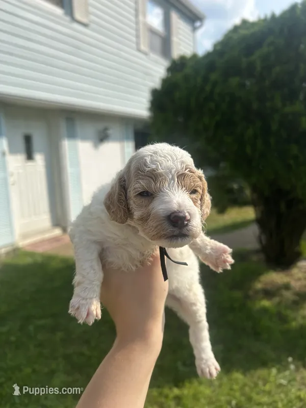Ice – Poodle - Toy  puppy for sale in New York, NY