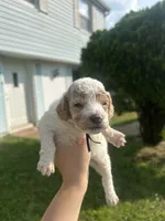 Ice, a male Poodle - Toy  for sale in New York, NY – 1 of 2