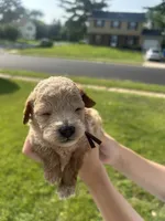 Snickers, a male Poodle - Toy  for sale in New York, NY – 2 of 4