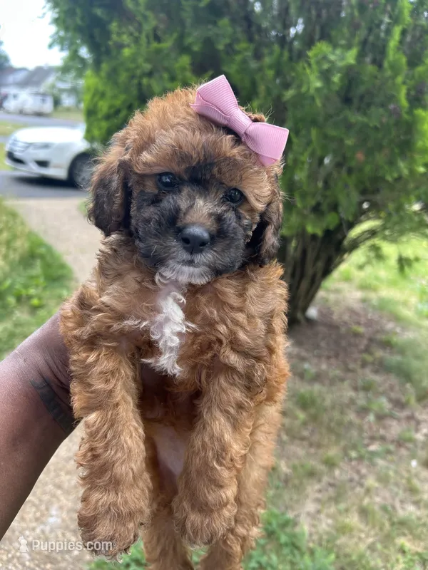 Hershey – Poodle - Toy  puppy for sale in New York, NY