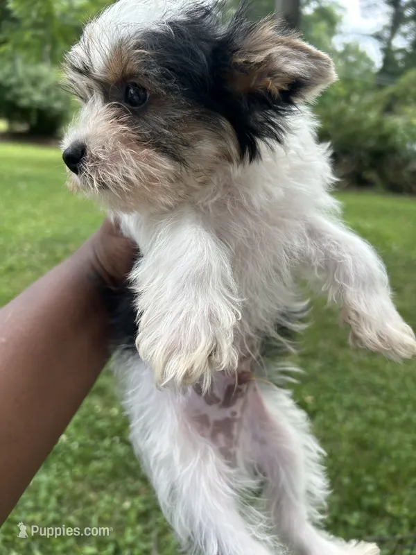Aspen – Yorkshire Terrier puppy for sale in New York, NY