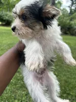 Aspen, a male Yorkshire Terrier for sale in New York, NY – 1 of 3