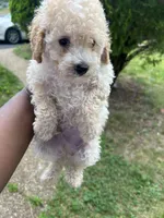 Pumpkin , a male Poodle - Toy  for sale in New York, NY – 5 of 5