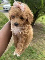 Versace, a female Poodle - Toy  for sale in New York, NY – 2 of 6