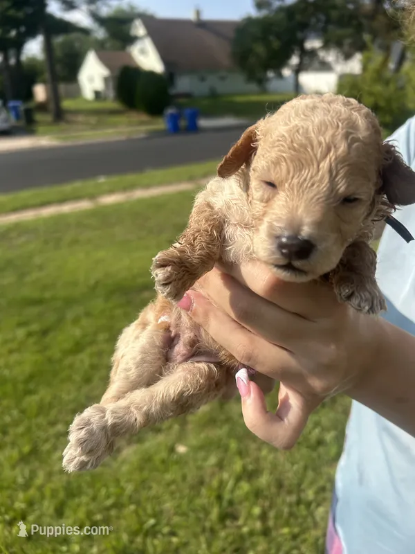 Lazy – Poodle - Toy  puppy for sale in New York, NY
