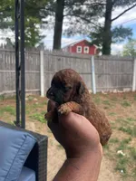Hershey, a female Poodle - Toy  for sale in New York, NY – 5 of 9