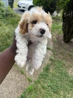 Chip, a male Poodle - Toy  for sale in New York, NY – 4 of 7