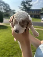 Ice, a male Poodle - Toy  for sale in New York, NY – 3 of 4