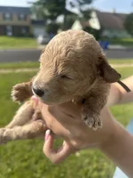 Lazy, a male Poodle - Toy  for sale in New York, NY – 2 of 3