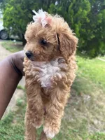 Versace, a female Poodle - Toy  for sale in New York, NY – 6 of 6
