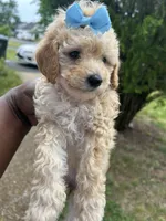 Prada, a female Poodle - Toy  for sale in New York, NY – 6 of 7