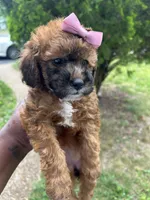 Hershey, a female Poodle - Toy  for sale in New York, NY – 8 of 9