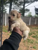 Pumpkin , a male Poodle - Toy  for sale in New York, NY – 3 of 5