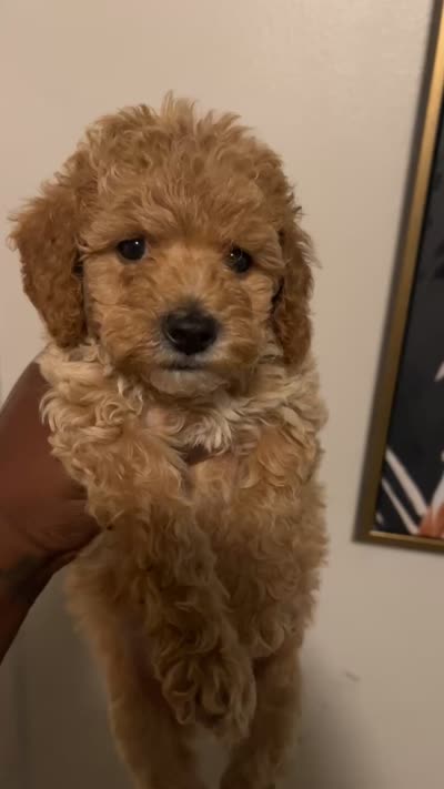Lazy, a male Poodle - Toy  for sale in Willingboro, NJ – 4 of 6