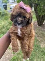 Hershey, a female Poodle - Toy  for sale in New York, NY – 6 of 9