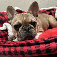 Lilac fawn male, a male French Bulldog for sale in Weatherford, TX – Photo 1 of 9