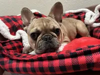 Lilac fawn male, a male French Bulldog for sale in Weatherford, TX – Photo 1 of 9