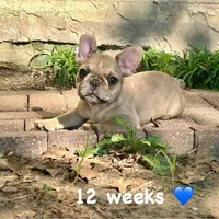 Lilac fawn male, a male French Bulldog for sale in Weatherford, TX – Photo 6 of 9