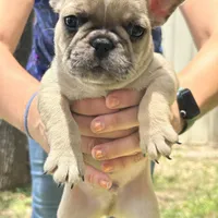 Lilac fawn male, a male French Bulldog for sale in Weatherford, TX – Photo 9 of 9