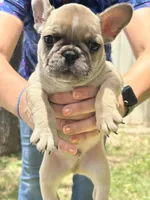 Lilac fawn male, a male French Bulldog for sale in Weatherford, TX – Photo 9 of 9
