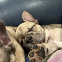 Lilac fawn male, a male French Bulldog for sale in Weatherford, TX – Photo 8 of 9