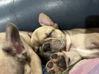 Lilac fawn male, a male French Bulldog for sale in Weatherford, TX – Photo 8 of 9