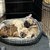 Lilac fawn male, a male French Bulldog for sale in Weatherford, TX – Photo 7 of 9