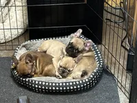 Lilac fawn male, a male French Bulldog for sale in Weatherford, TX – Photo 7 of 9