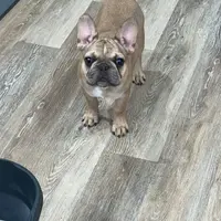 Lilac fawn male, a male French Bulldog for sale in Weatherford, TX – Photo 4 of 9