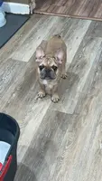 Lilac fawn male, a male French Bulldog for sale in Weatherford, TX – Photo 4 of 9